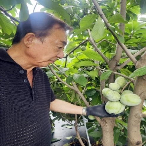 정읍시, 신소득 과수 ‘포포’ 재배 ...